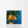 Medium Orange Blossom candle Bright Mandarin Medium Orange Blossom candle Bright Mandarin