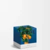 Small Orange Blossom candle Bright Mandarin Small Orange Blossom candle Bright Mandarin